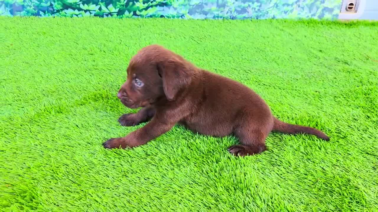 Labrador Retriever dogs for sale: Bear - Video 1