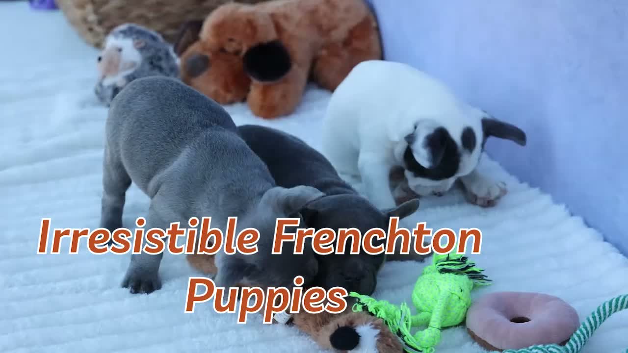 Frenchton dogs for sale: Quest - Video 1