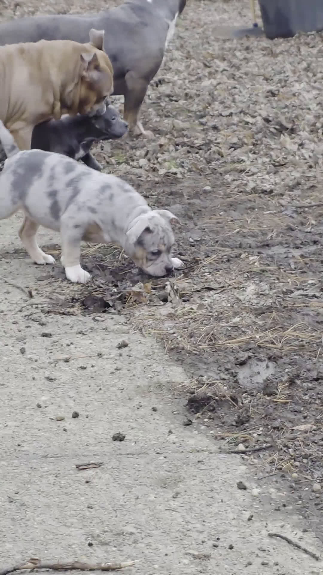 American Bully dogs for sale: Black tri Merle - Video 2