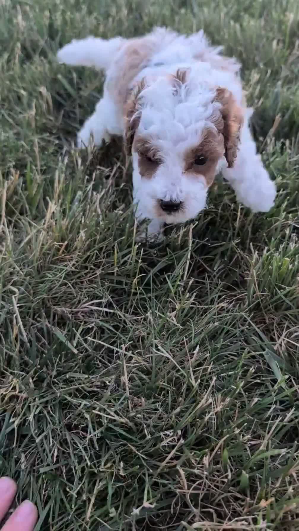 Miniature Poodle dogs for sale: Hunter - Video 1