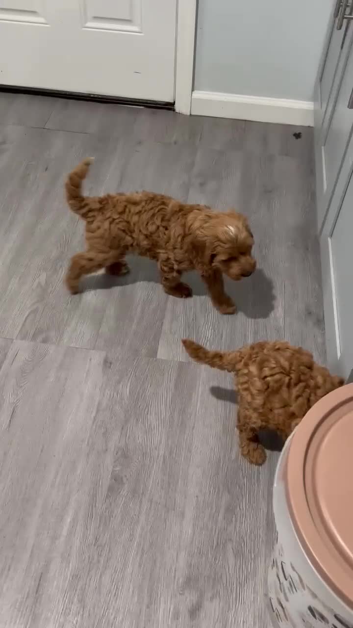 Mini Goldendoodle dogs for sale: Mini Goldendoodle nina  - Video 1