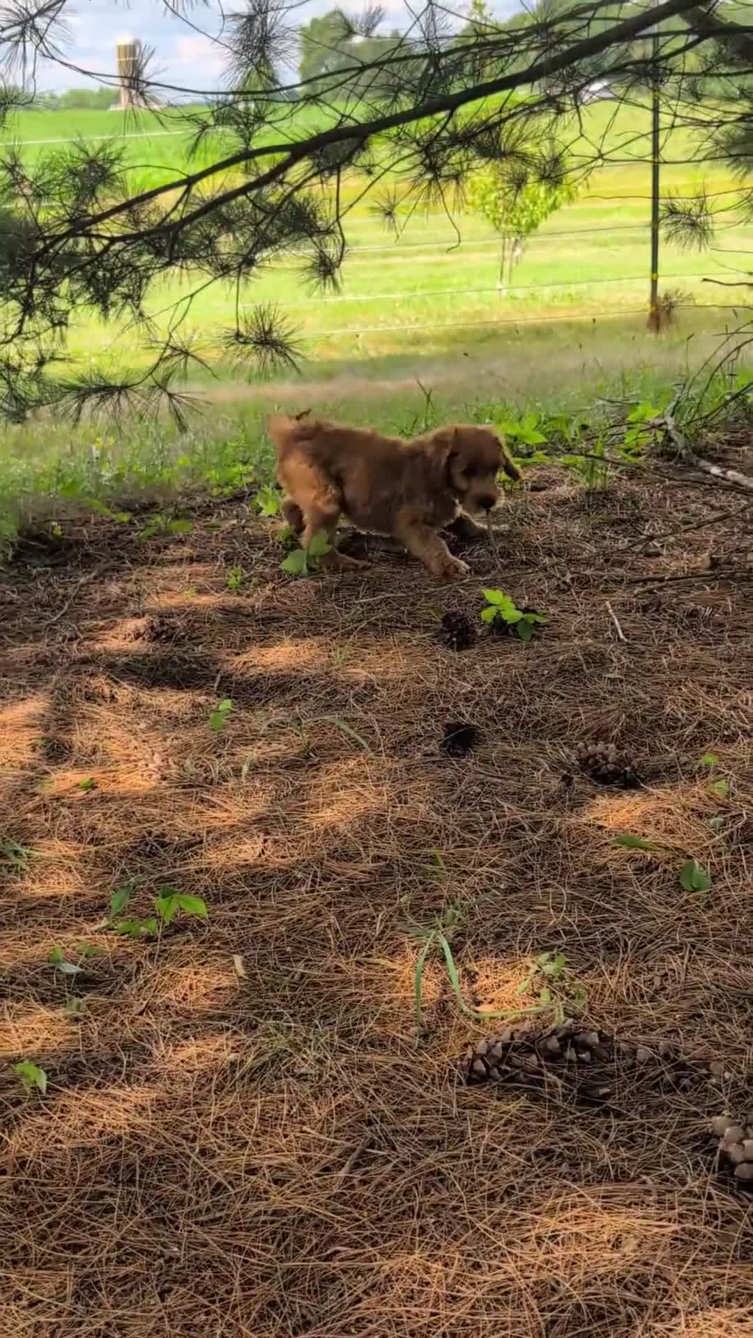 Mini Goldendoodle dogs for sale: Bella - Video 1