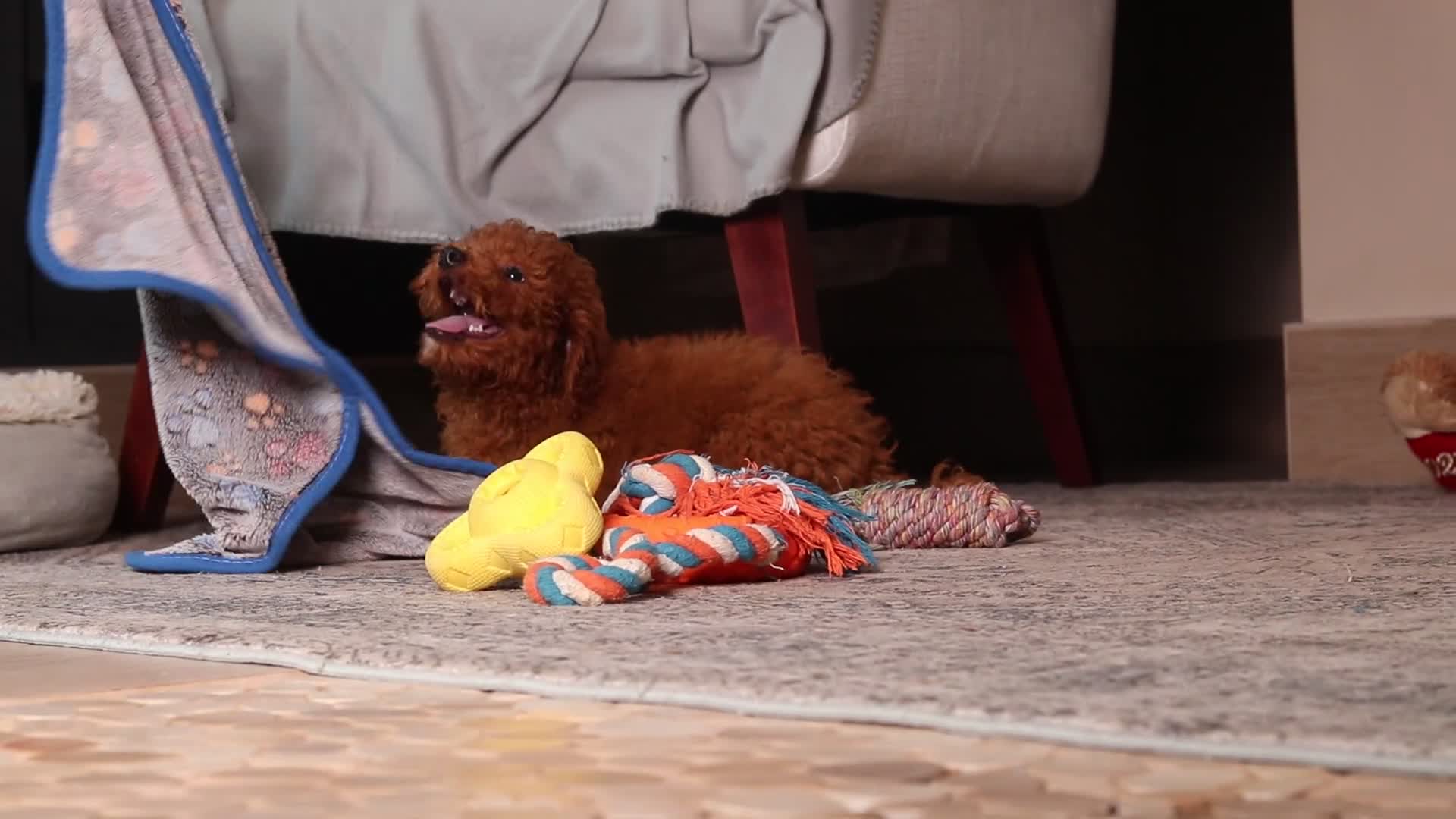 Miniature Poodle dogs for sale: Ruby - Video 1