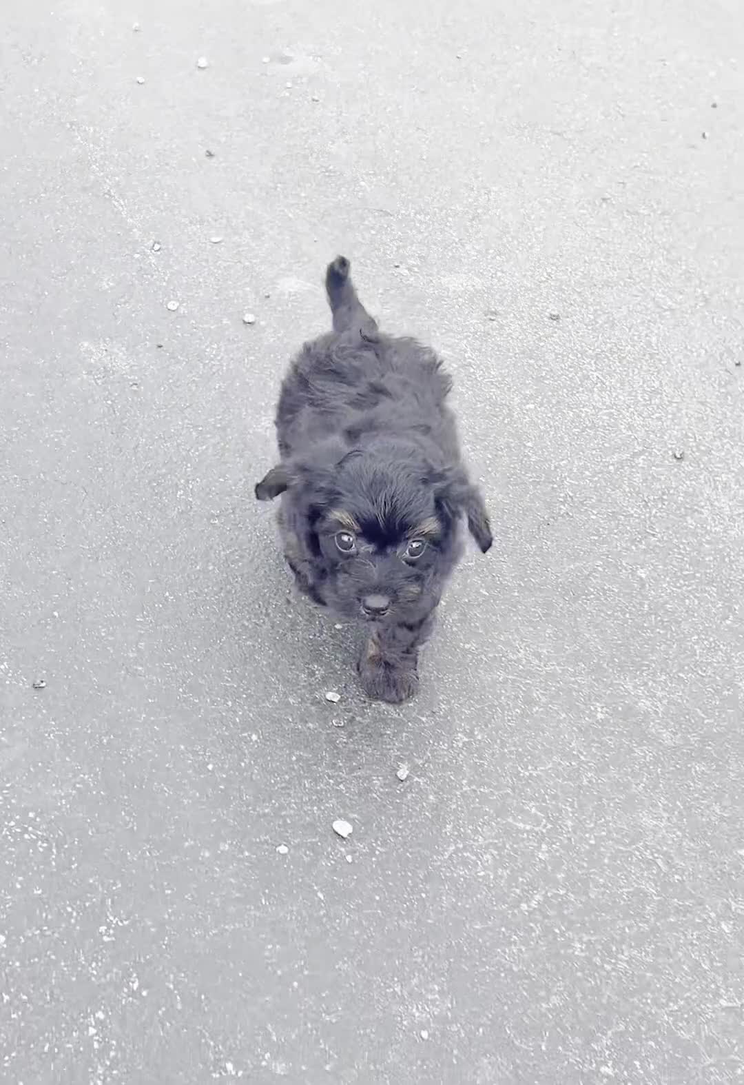 Yorkiepoo dogs for sale: Ariel - Video 1