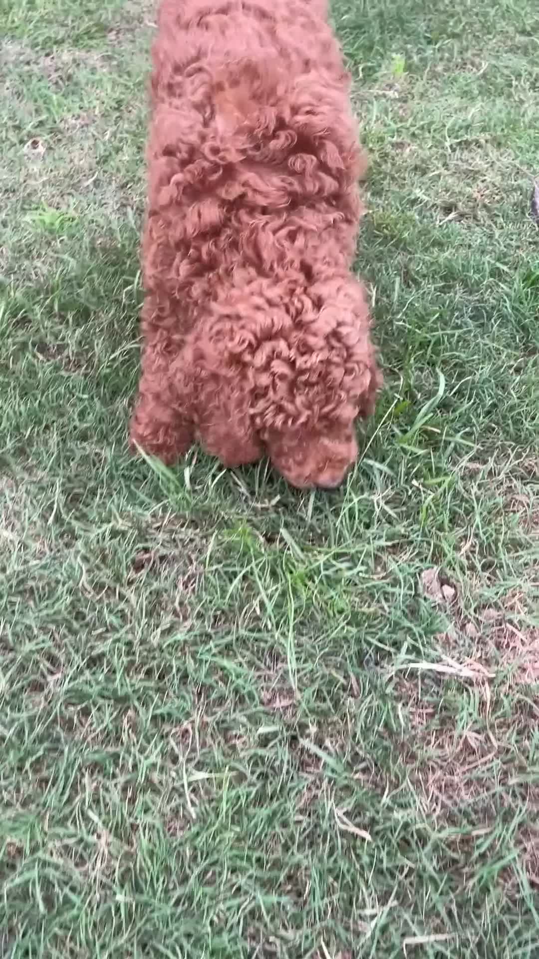 Goldendoodle dogs for sale: Blue Boy: F1BB  - Video 2