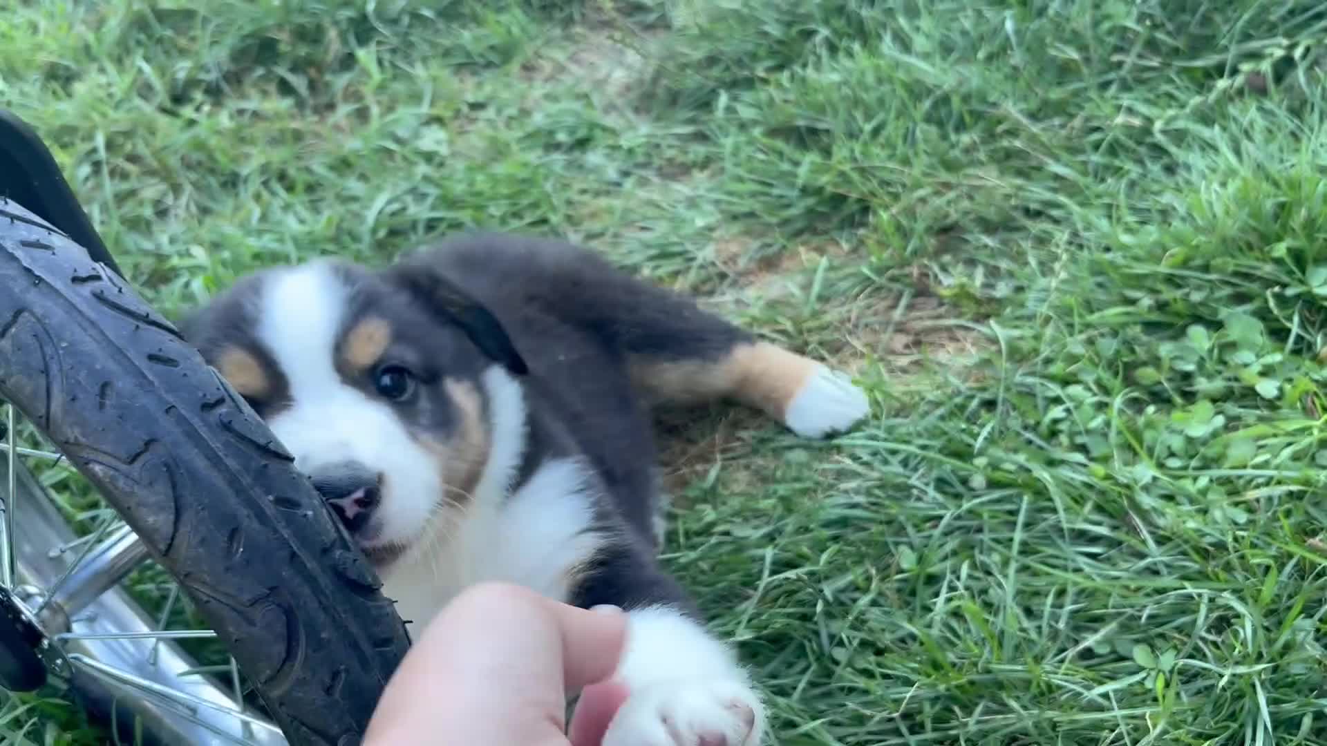 Miniature Australian Shepherd dogs for sale: Miniature Australian Shepherd Puppy 5 - Video 1