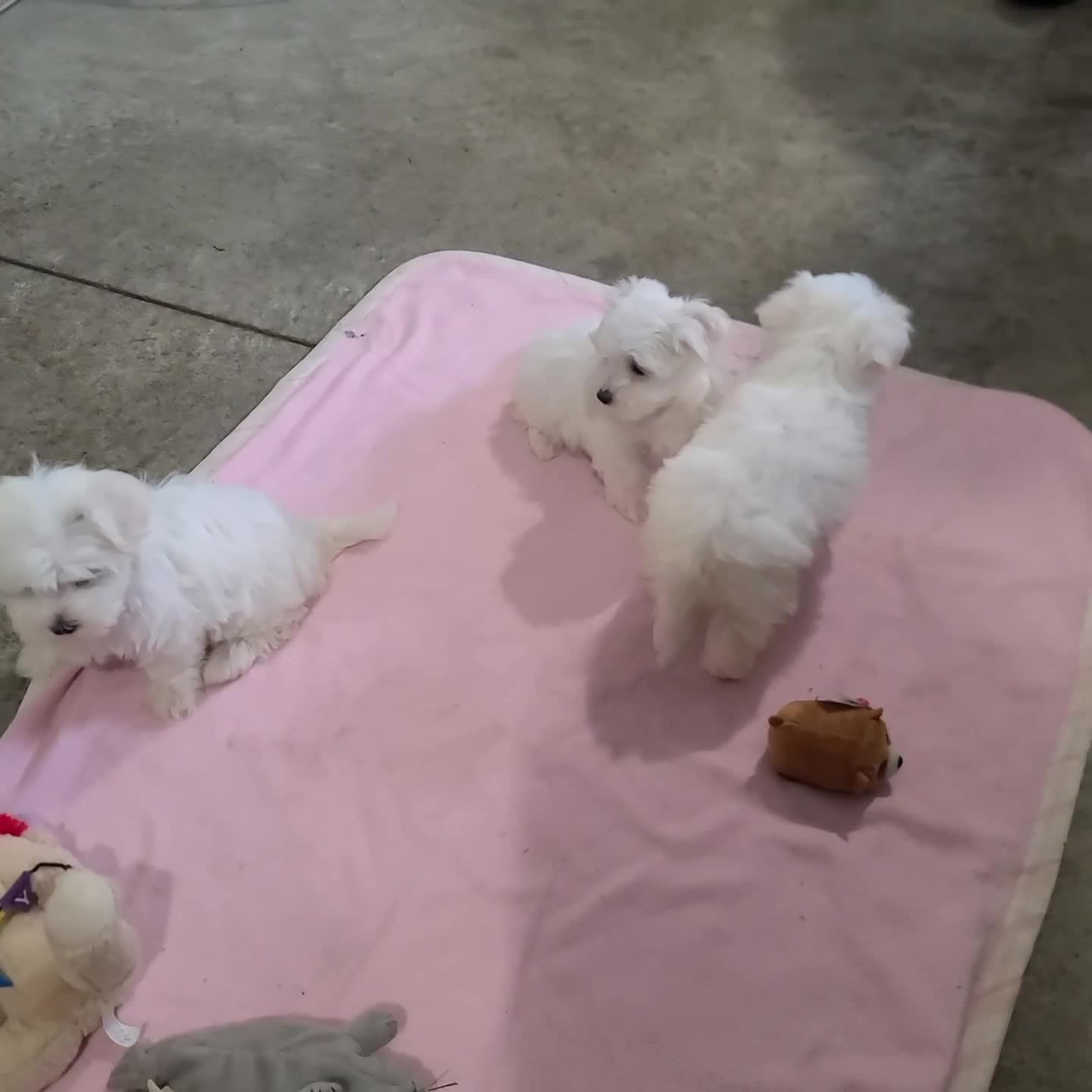 Maltese dogs for sale: Tessa - Video 2