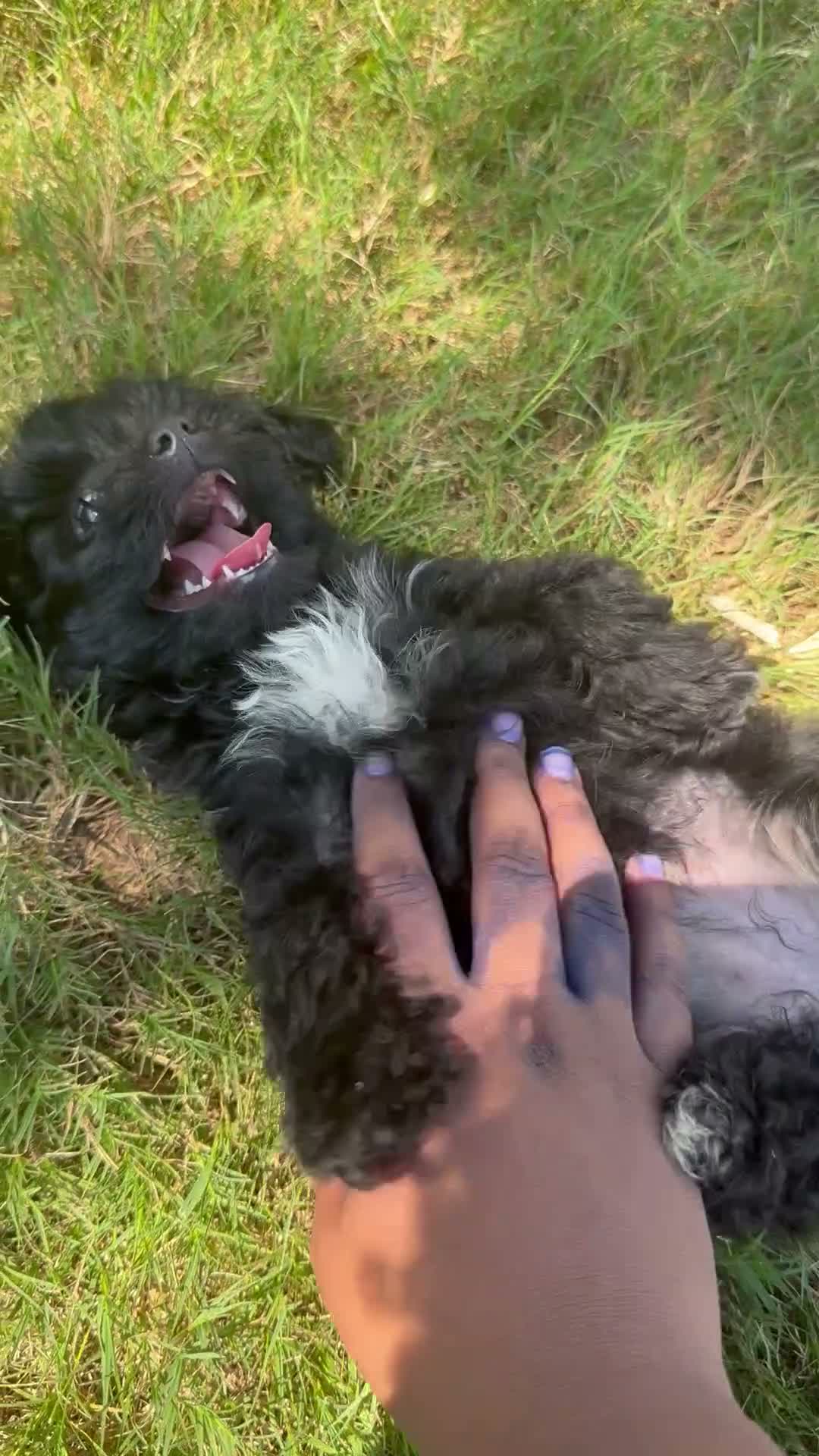 Mixed Breed dogs for sale: Mixed Breed 1 - Video 1