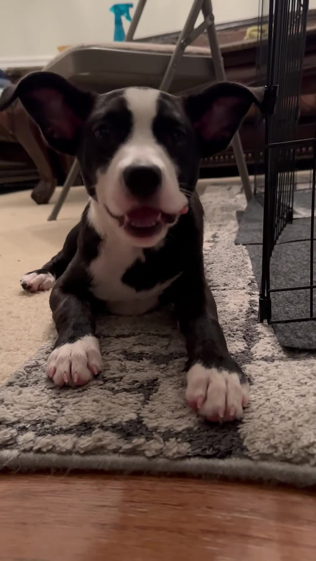 American Pit Bull Terrier dogs for stud: Mookie - Video 2