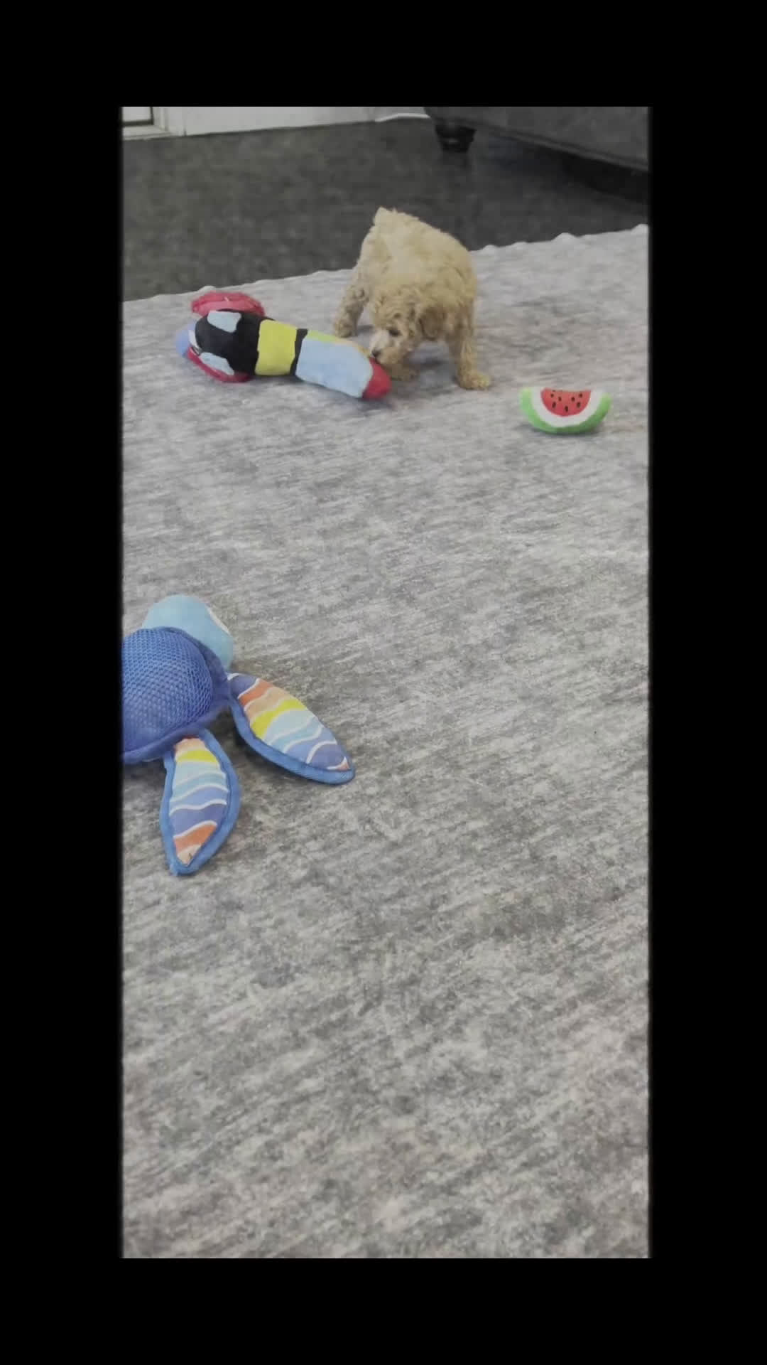 Toy Poodle dogs for sale: Chili - Video 1