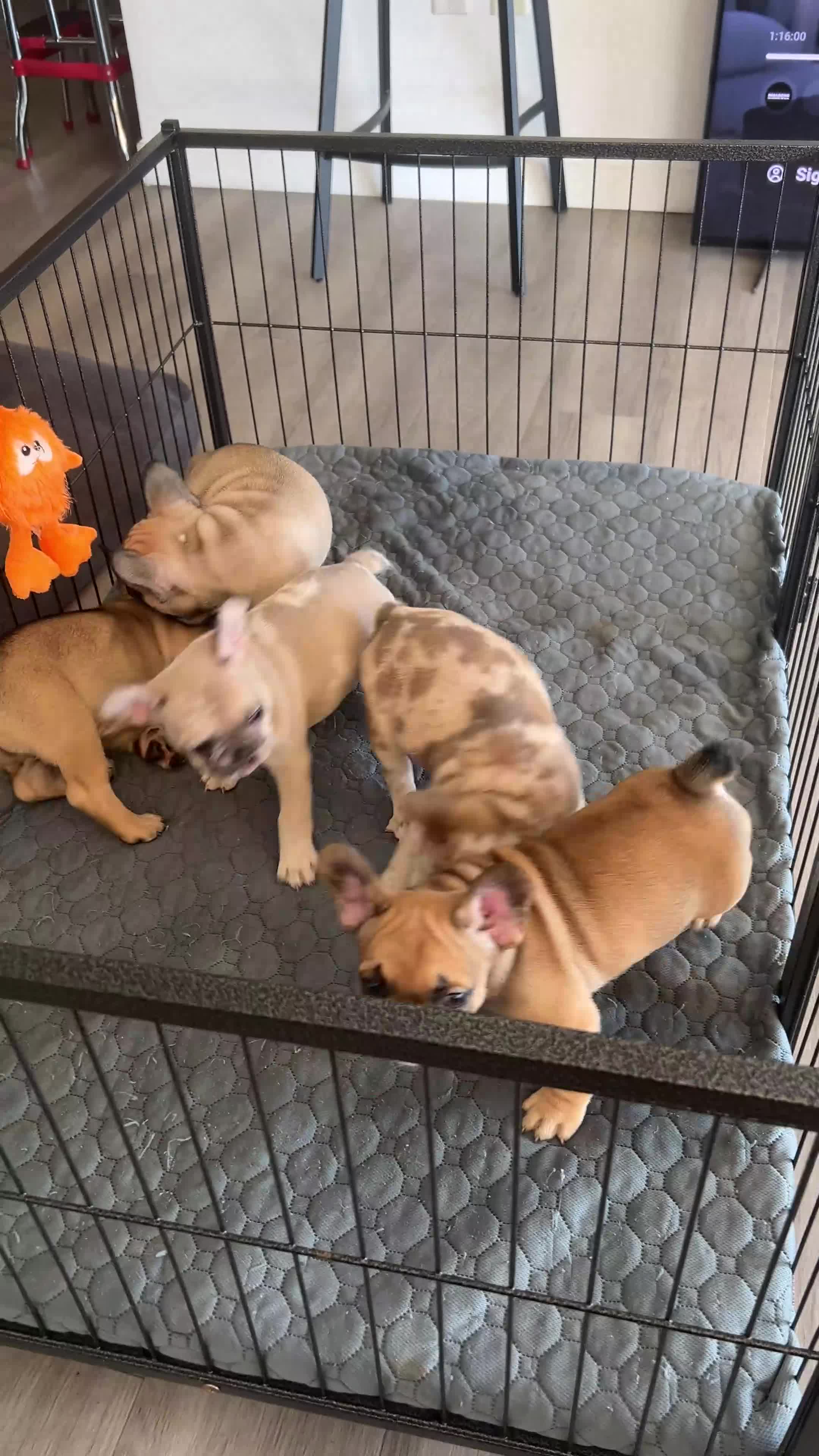 French Bulldog dogs for sale: DIAMOND - Video 1