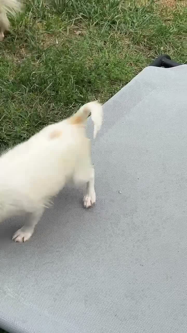 Chihuahua dogs for sale: Coconut - Video 1