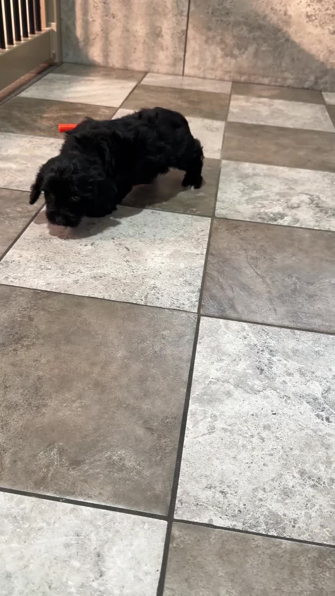 Mixed Breed dogs for sale: Ellie - Video 1