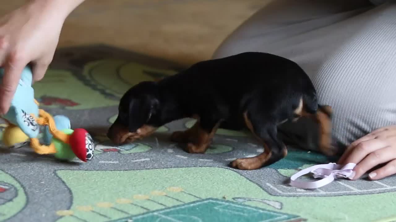 Miniature Pinscher dogs for sale: Lily - Video 2