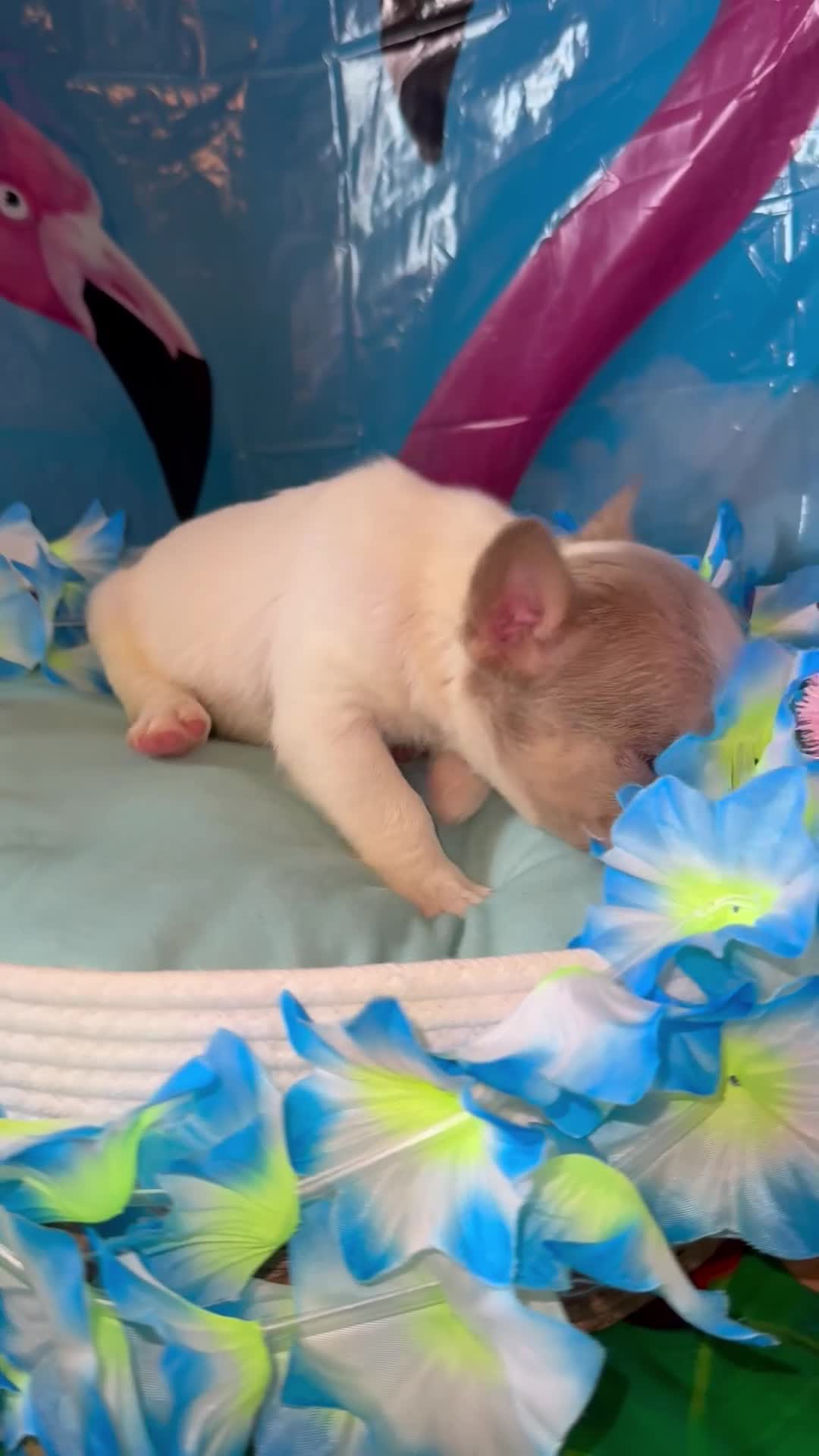 French Bulldog dogs for sale: French Bulldog Puppy 1 - Video 1