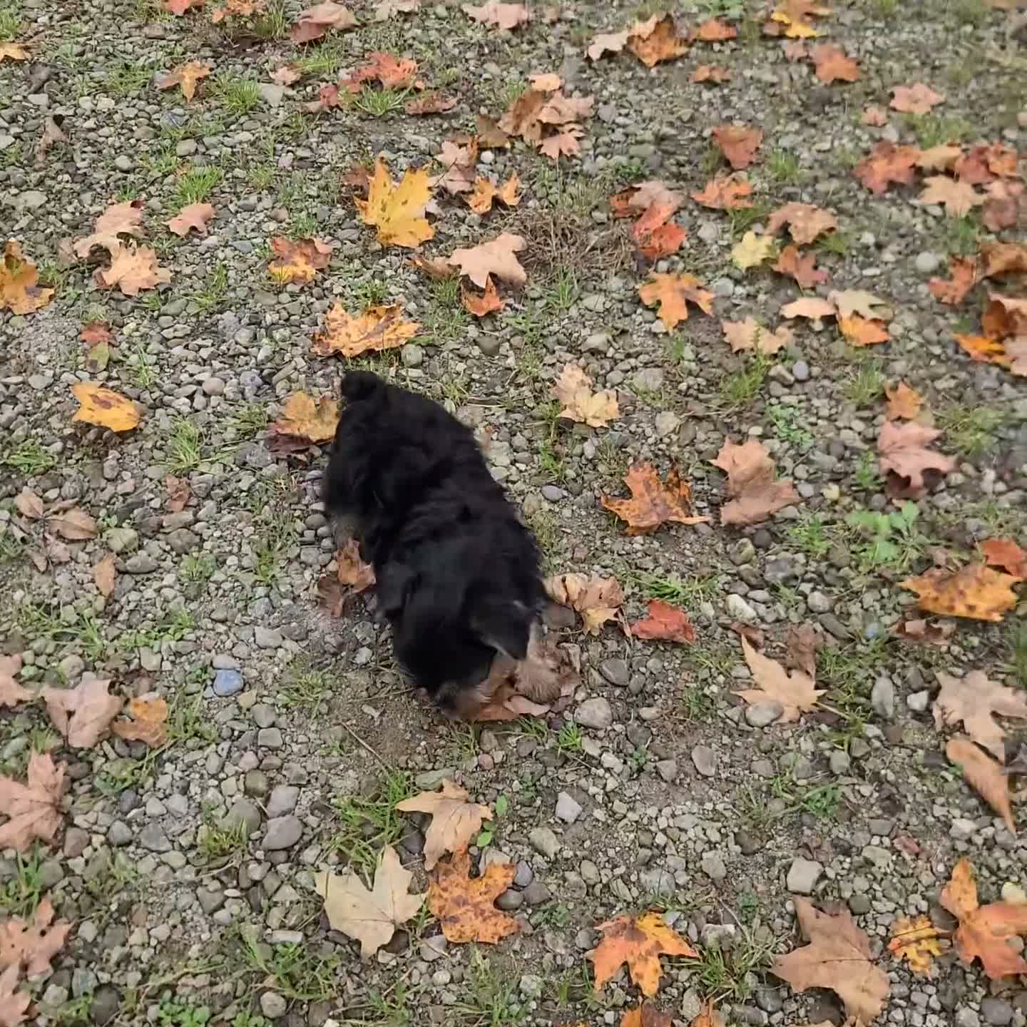Yorkshire Terrier dogs for sale: Trevor - Video 2