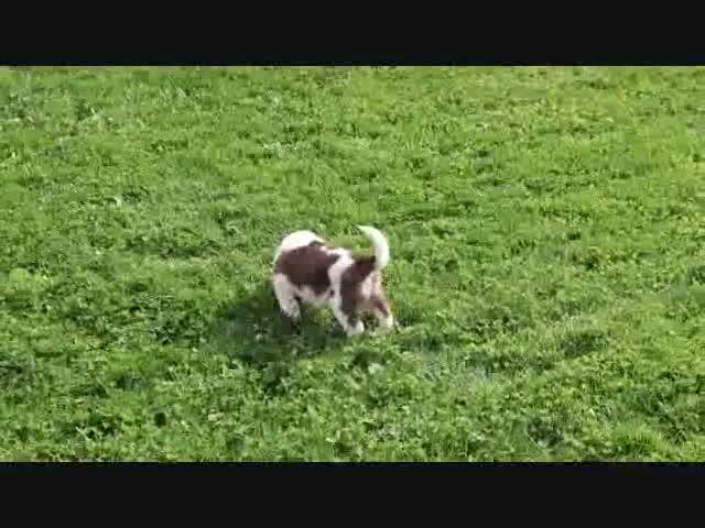 Saint Bernard dogs for sale: Serenity - Video 1