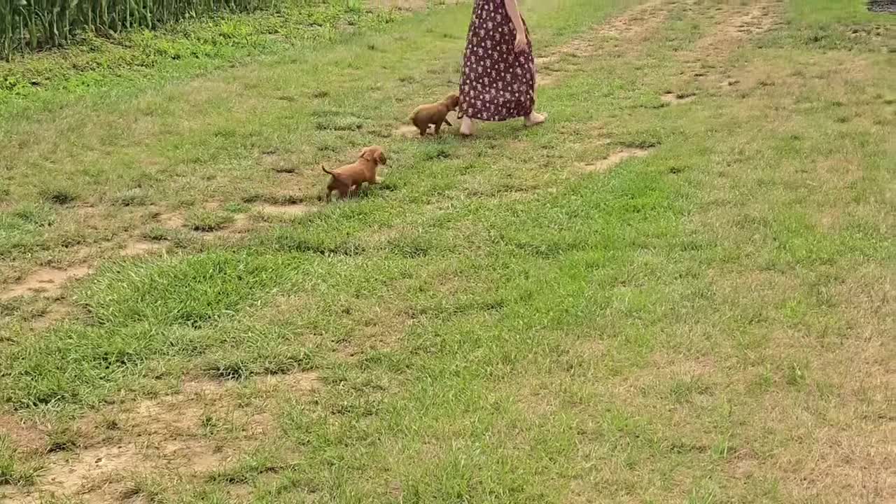 Cavalier King Charles Spaniel dogs for sale: Cavalier King Charles Spaniel 1 - Video 2