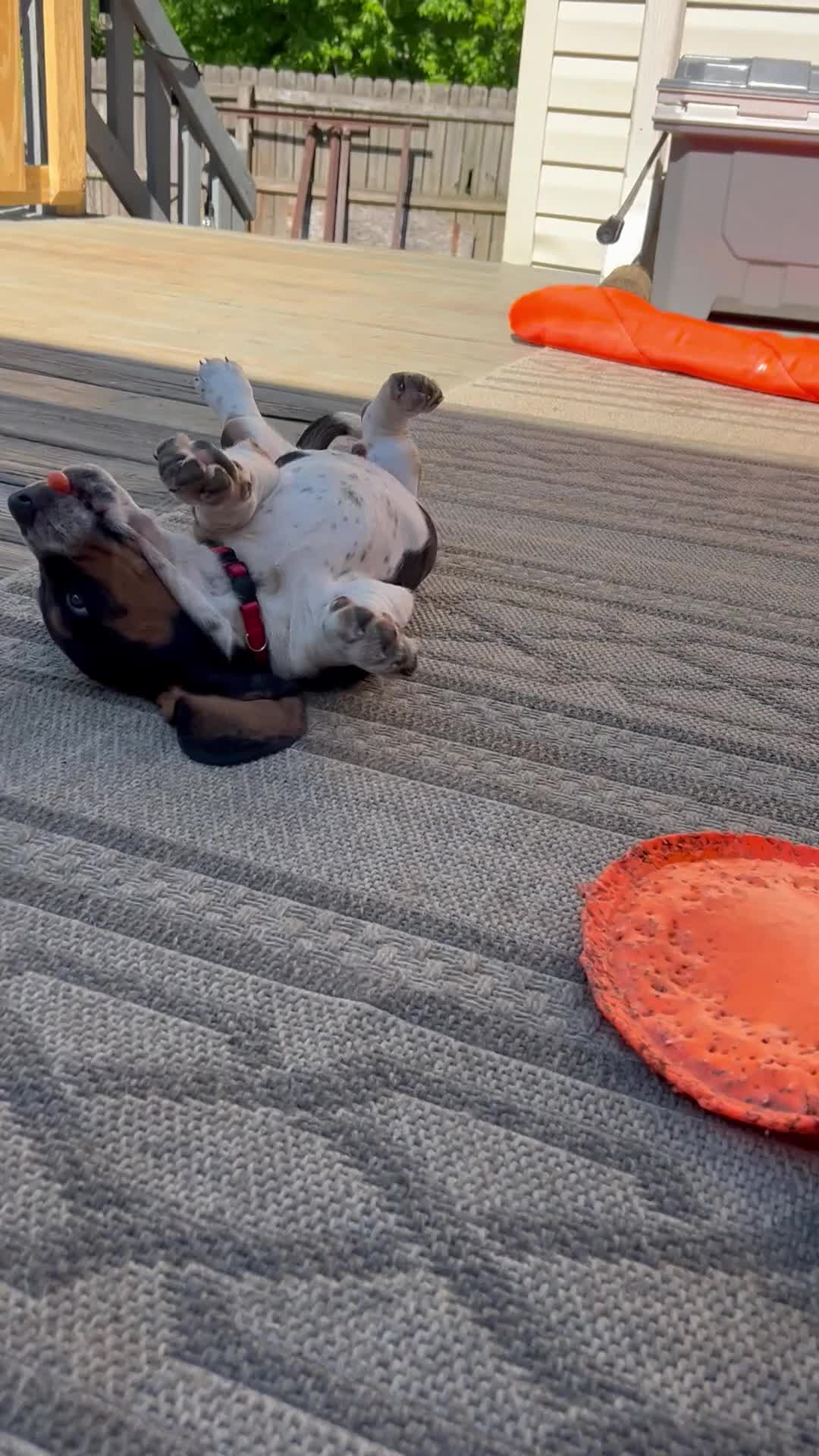 Basset Hound dogs for sale: Teddy - Video 1