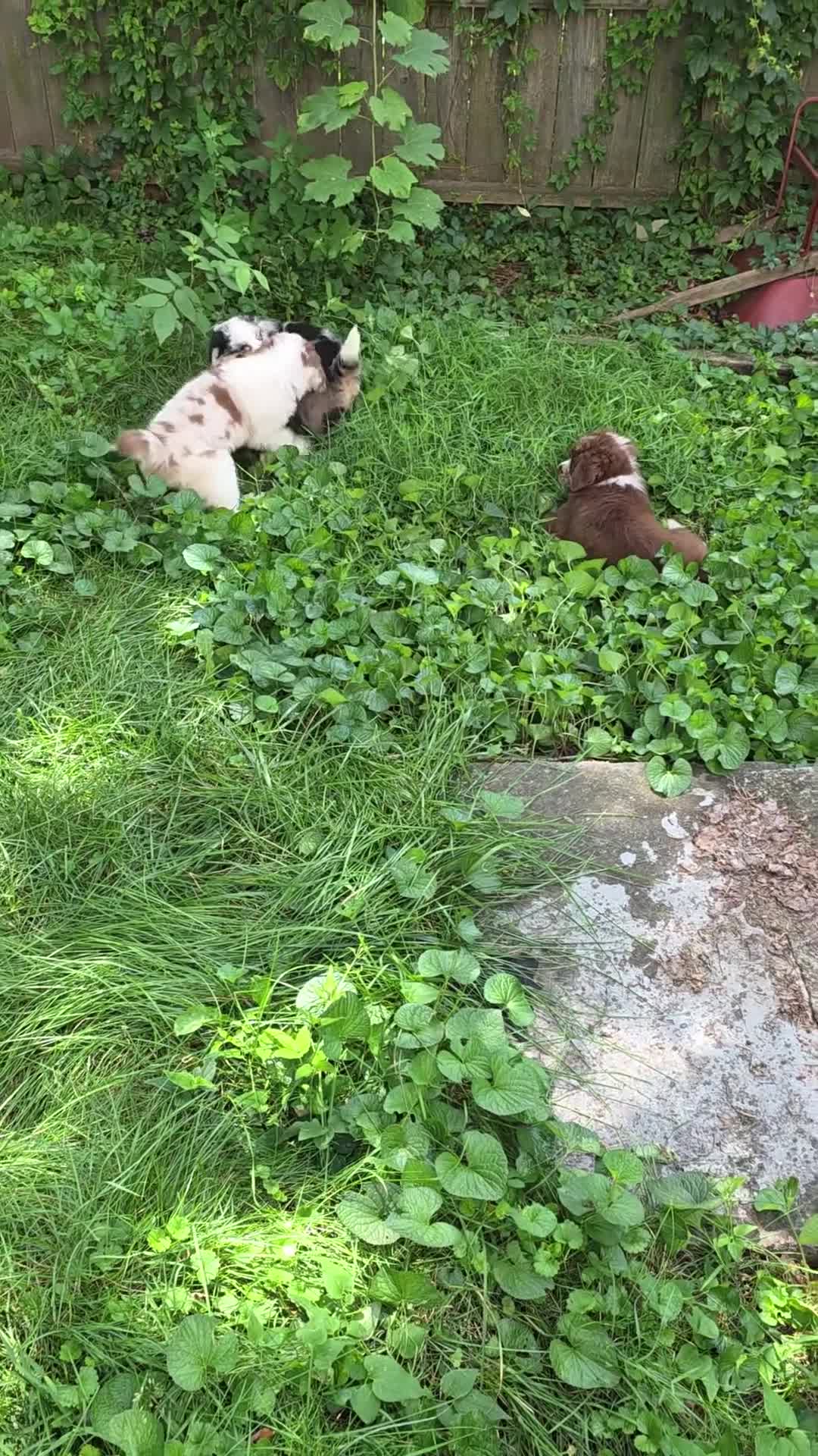 Australian Shepherd dogs for sale: Red merle male - Video 2
