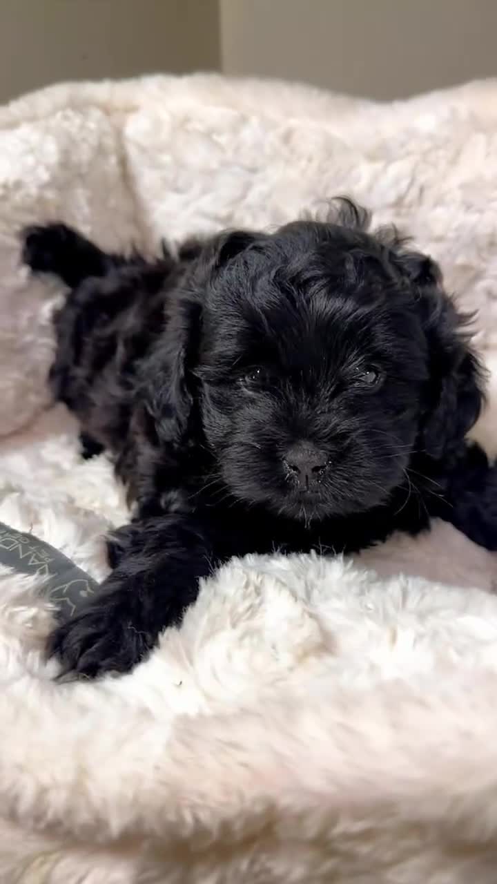 Maltipoo dogs for sale: Midnight  - Video 1