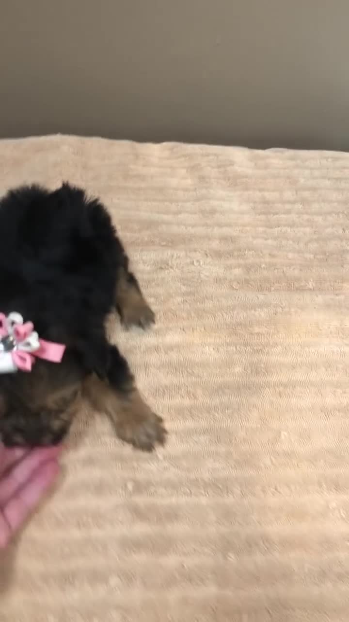 Yorkshire Terrier dogs for sale: Teacup Bailey 6 ounces - Video 1