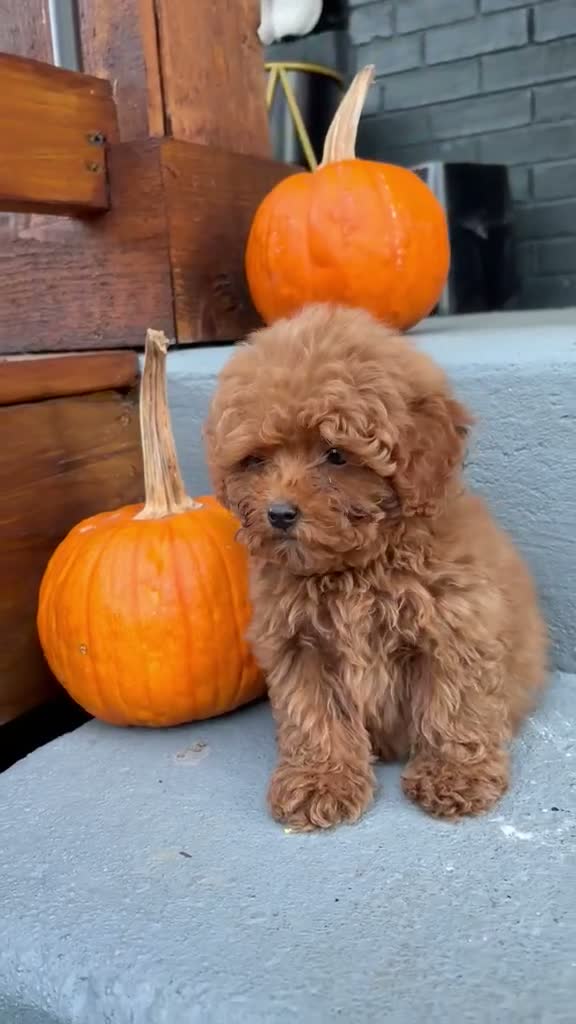 Toy Poodle dogs for sale: 🎃❤️  PUMPKIN🎃❤️  - Video 1