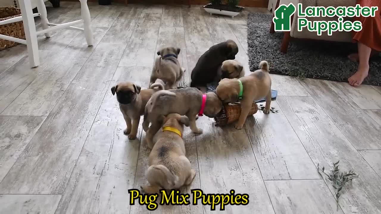 Mixed Breed dogs for sale: Casper - Video 1