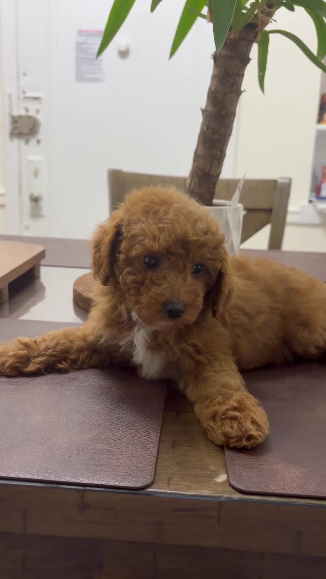 Toy Poodle dogs for sale: July - Video 1
