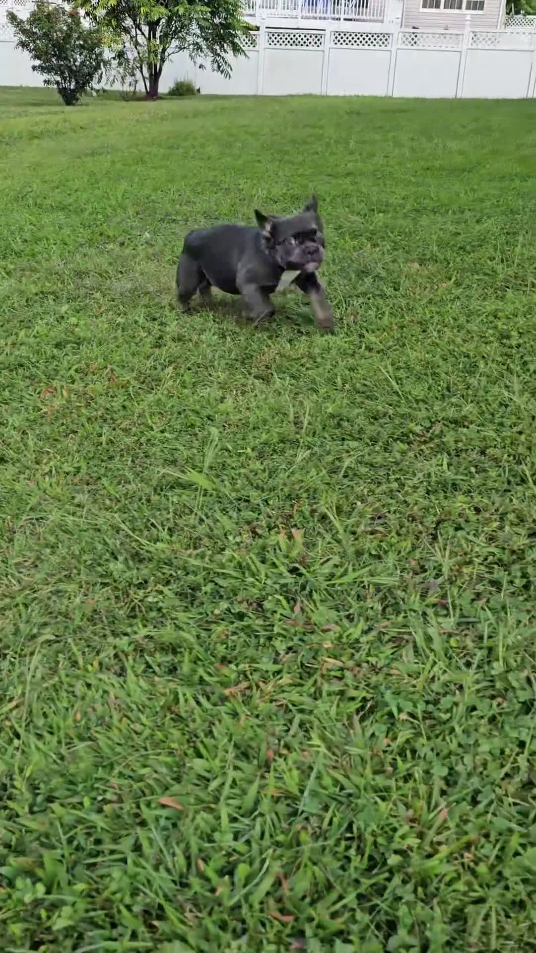 French Bulldog dogs for sale: 🐾 Primavera – Female Fluffy French Bulldog Puppy - Video 1