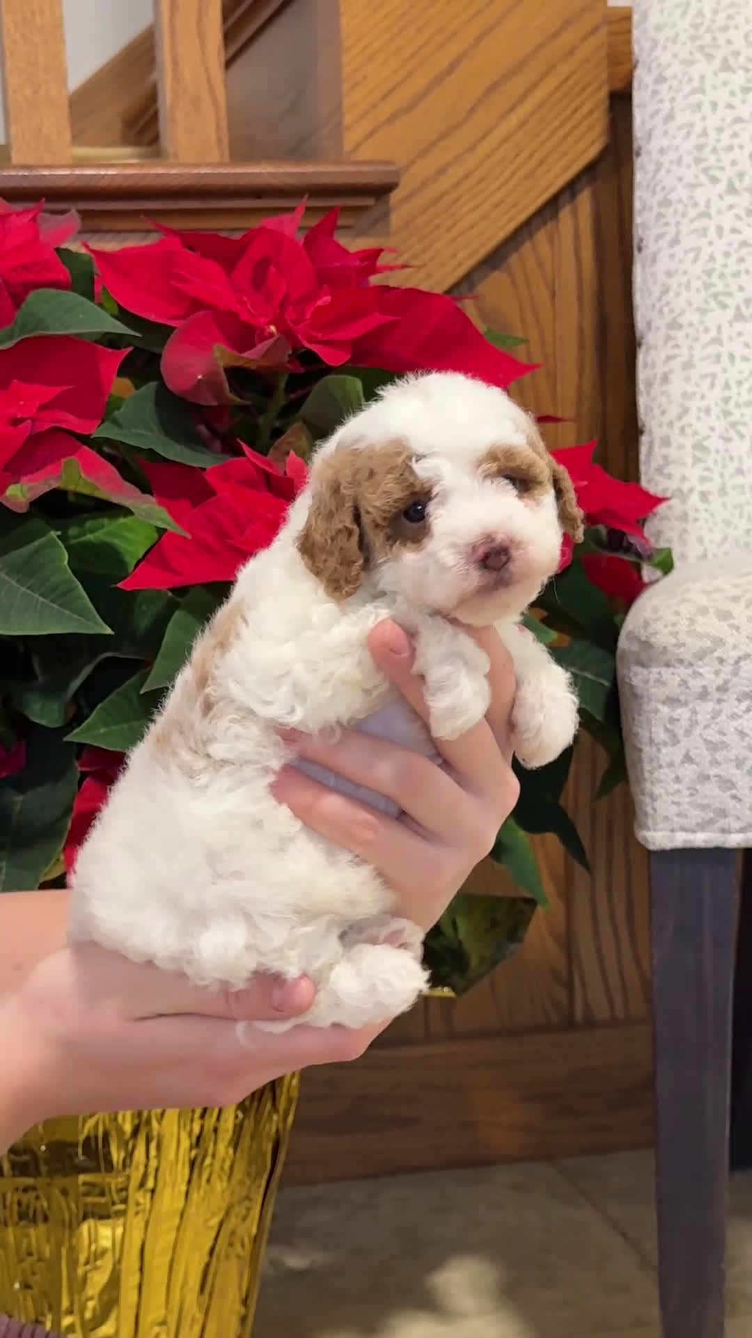 Miniature Poodle dogs for sale: Jazzy - Video 6