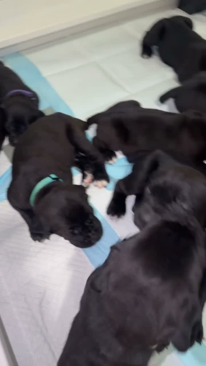 Cane Corso dogs for sale: Vader💚 - Video 3