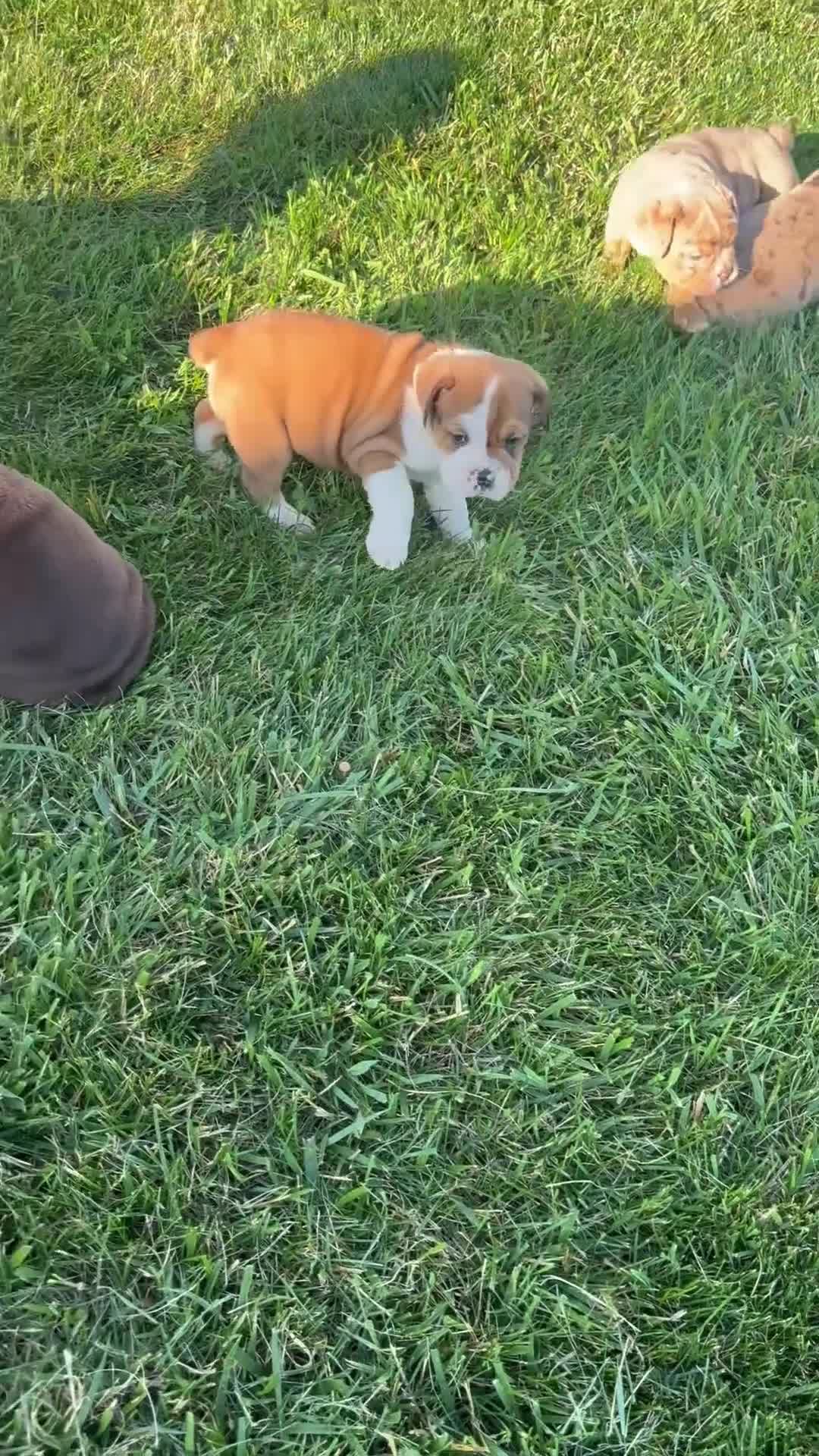 Beabull dogs for sale: Ana - Video 2