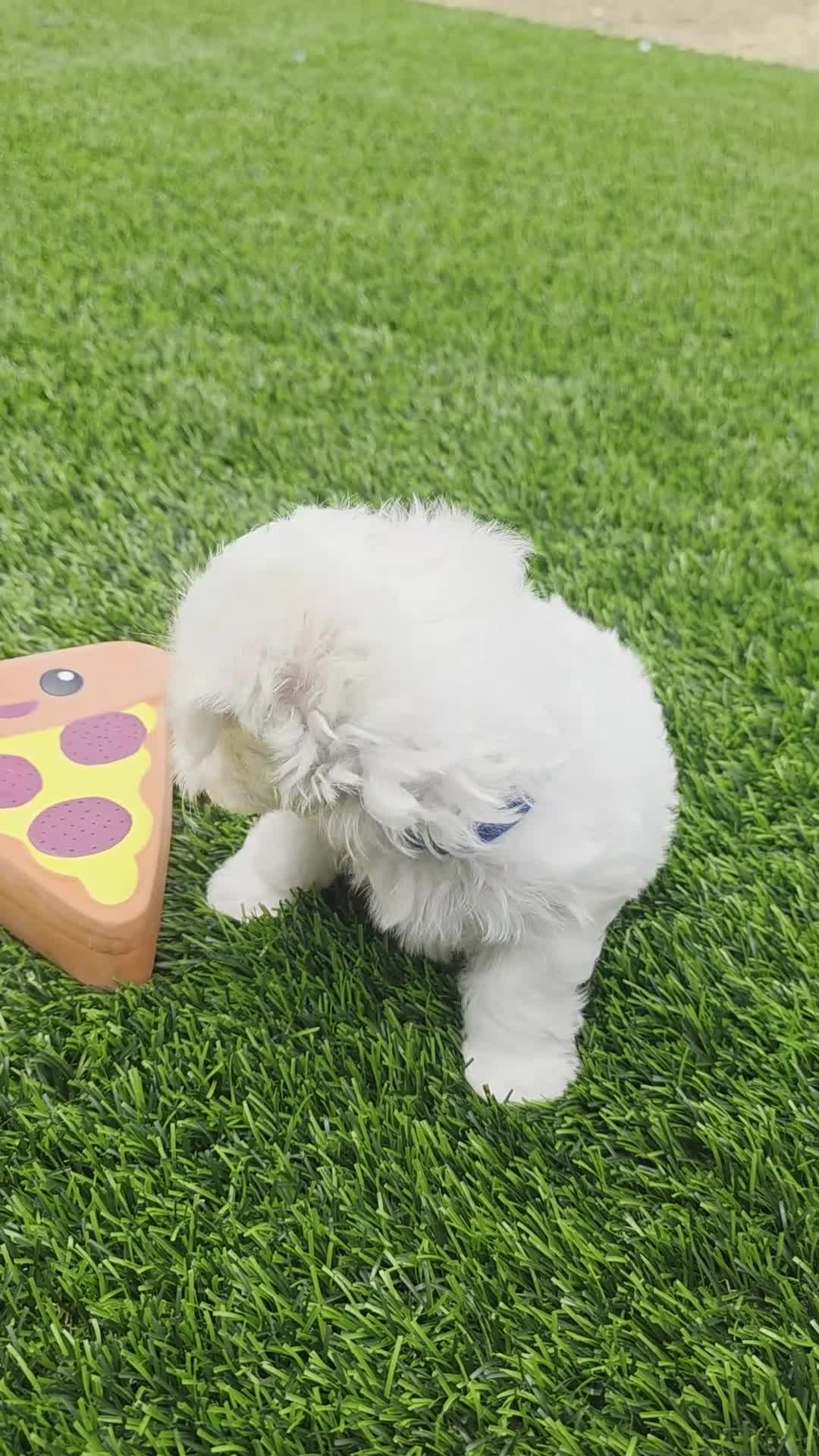 Maltese dogs for sale: 🐾 Adorable Male Maltese Puppy Looking for His Forever Home! 🐾 - Video 1