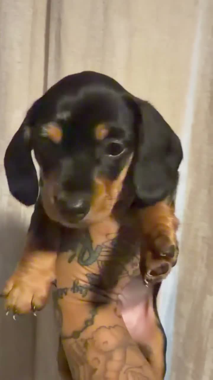 Miniature Dachshund dogs for sale: Bean - Video 1