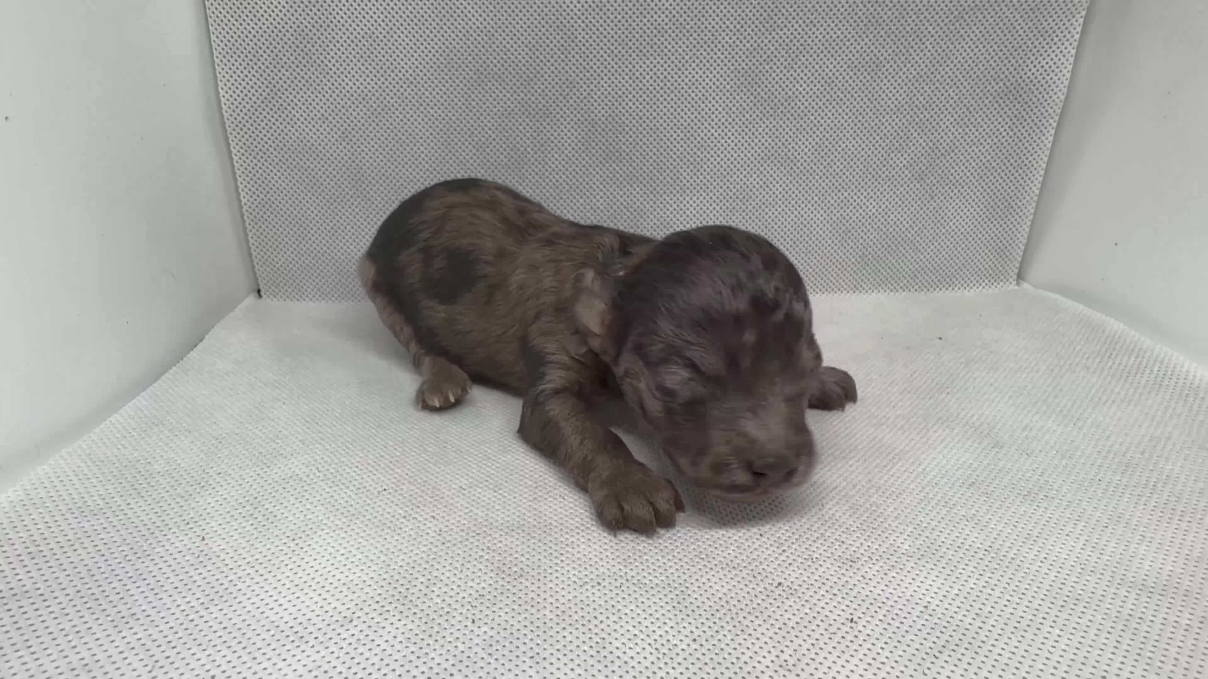 Mini Goldendoodle dogs for sale: Bronnie - Video 1