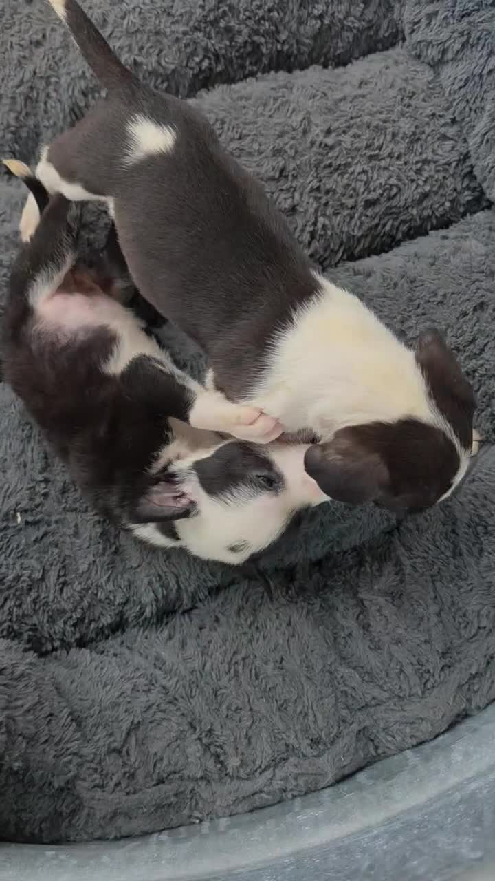 Chihuahua dogs for sale: Chihuahua female Puppy 1 black and white puppy 10 weeks - Video 2