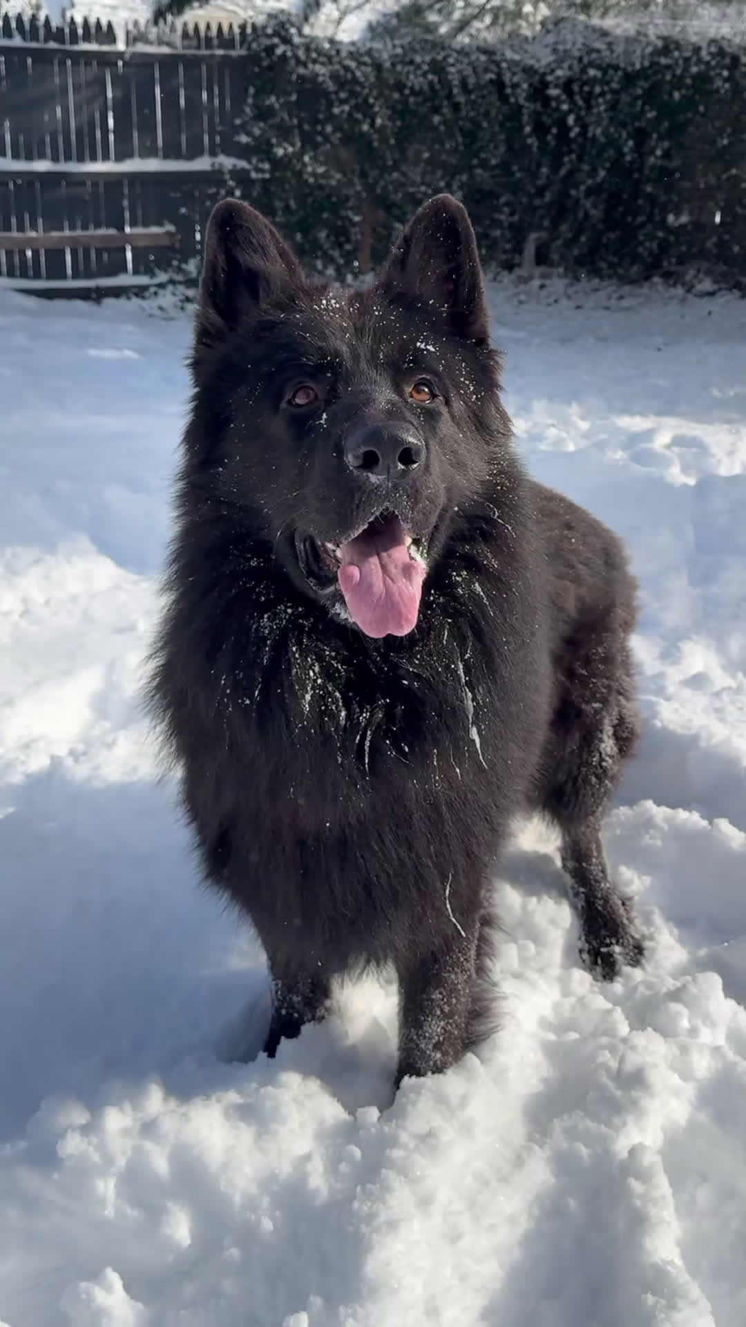 German Shepherd dogs for stud: Proven Stud: Dunhil Kingdom of Dark - Video 1