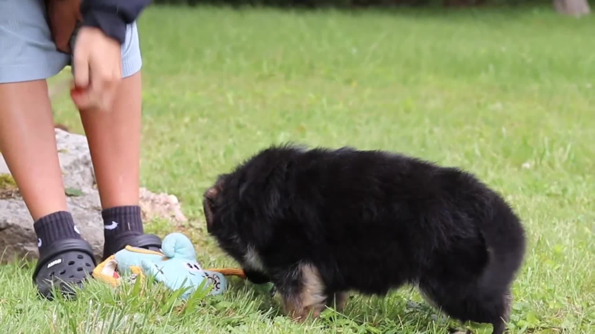 German Shepherd dogs for sale: German Shepherd 2 - Video 2