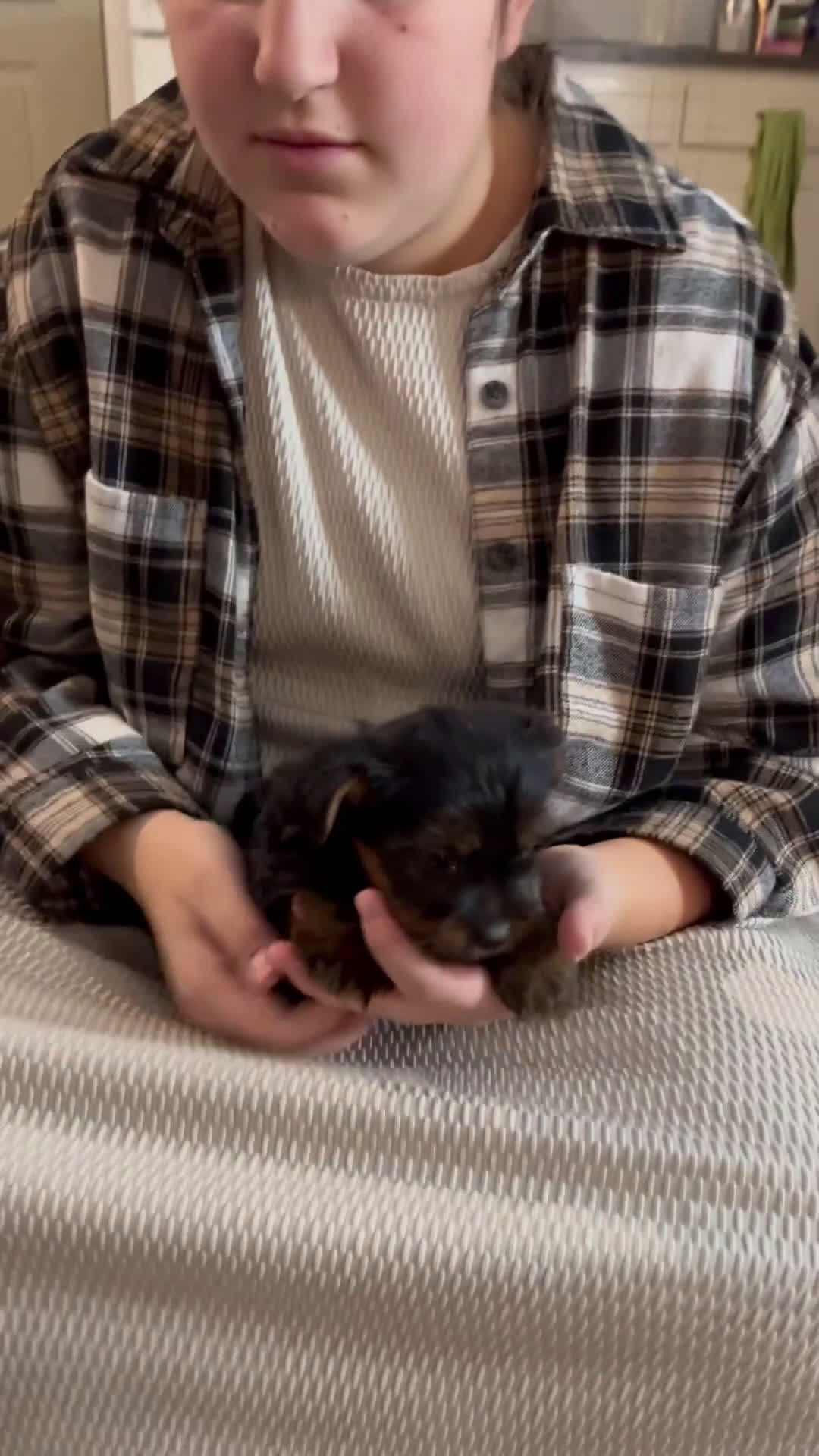 Yorkshire Terrier dogs for sale: Cody - Video 1