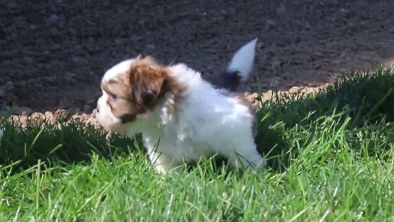 Shih Tzu dogs for sale: Lucy - Video 5