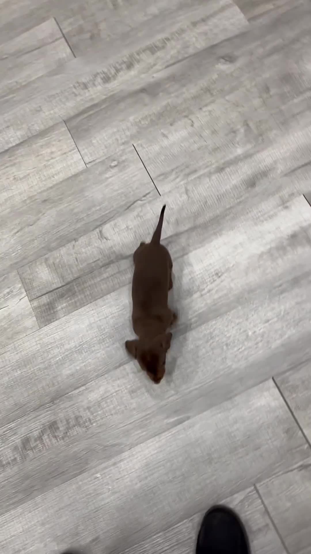 Miniature Dachshund dogs for sale: Oliver - Video 1