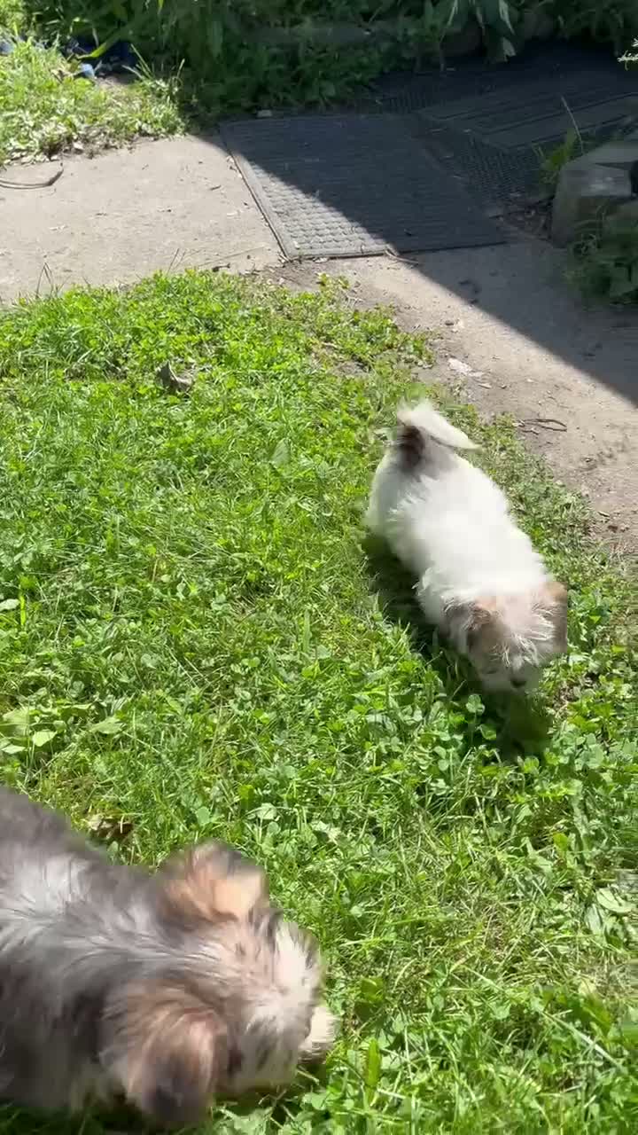 Shih Tzu dogs for sale: Little buddy - Video 1