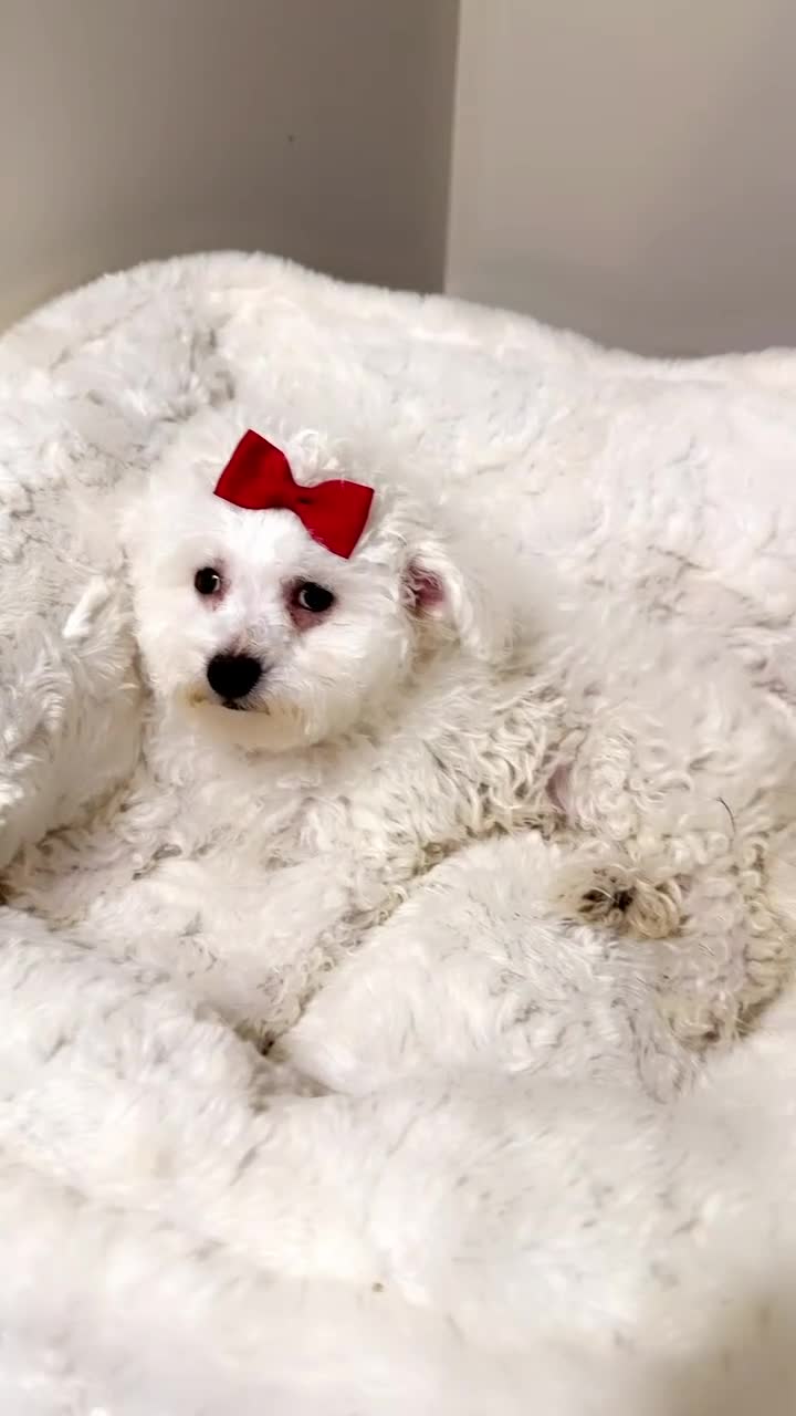 Maltipoo dogs for sale: Snow Bella  - Video 1