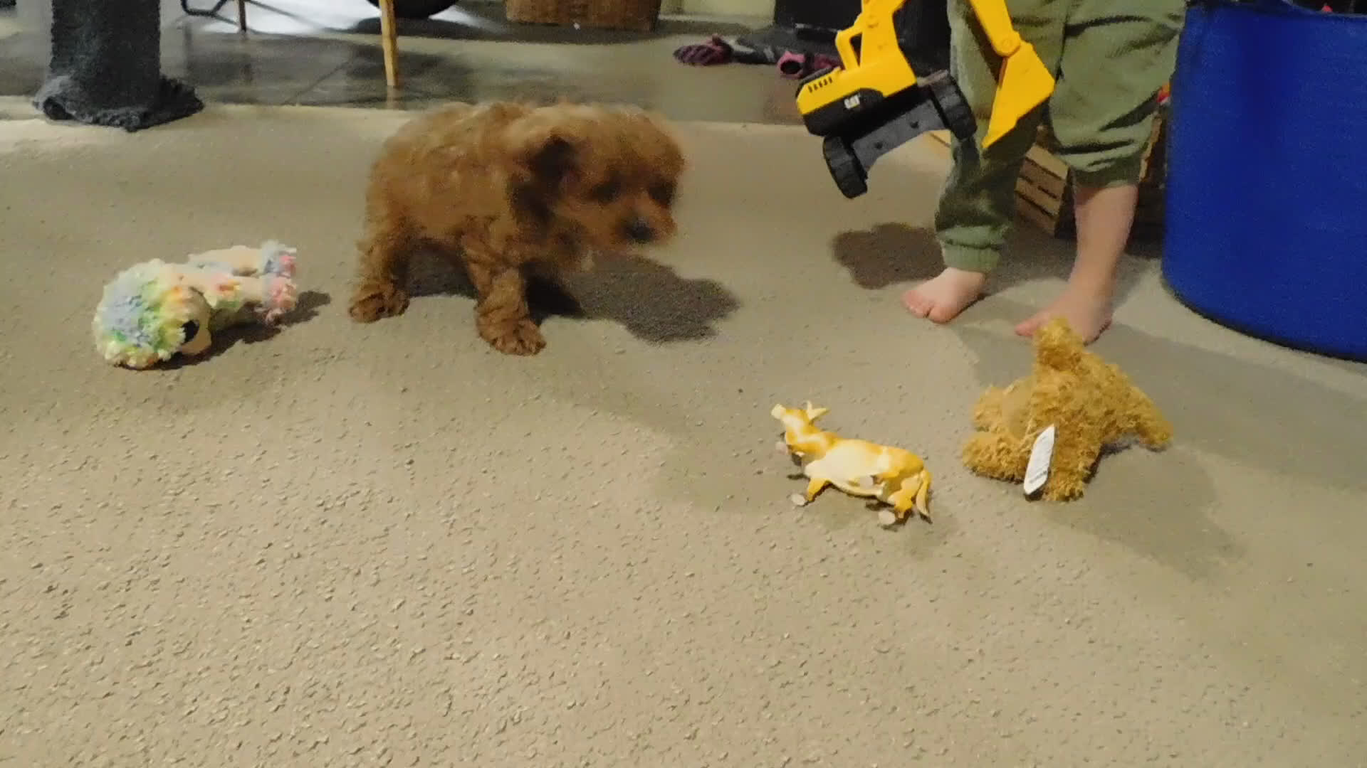 Cavapoo dogs for sale: Beau - Video 5