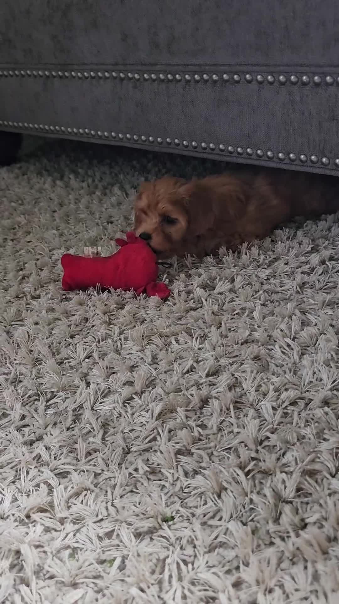 Cavapoo dogs for sale: Kiwi  - Video 1