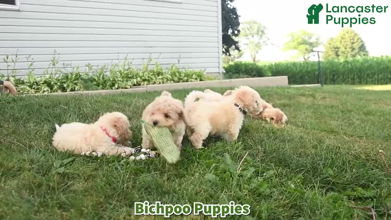 Bichpoo dogs for sale: Hoppy  - Video 1