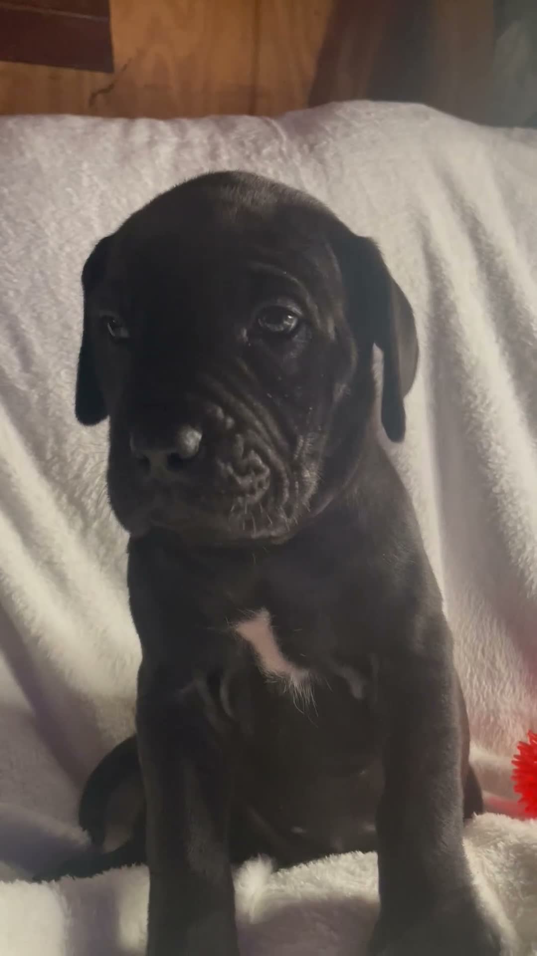 Daniff dogs for sale: Daniff 7 - Video 1