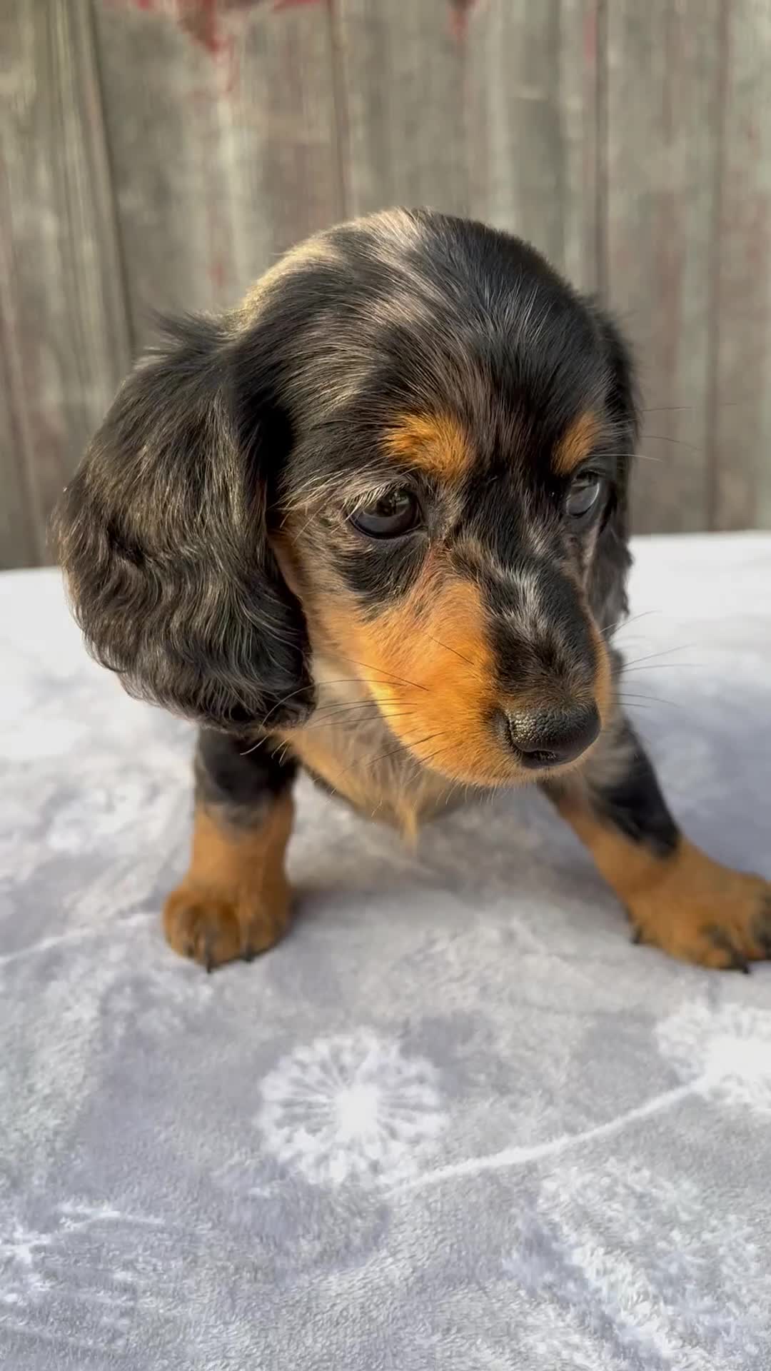 Miniature Dachshund dogs for sale: Mali - Video 1