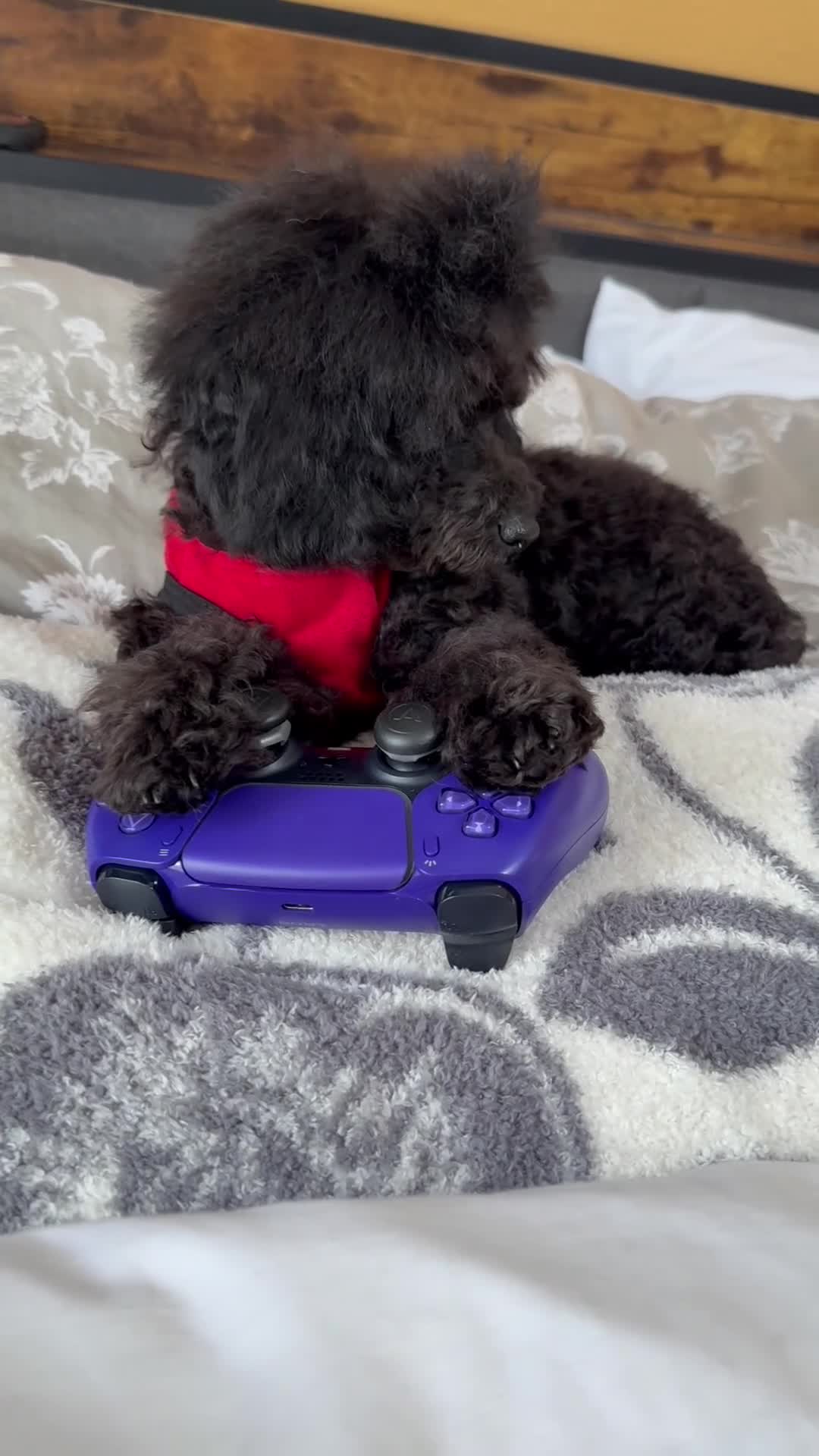 Toy Poodle dogs for sale: Duke (teacup) - Video 1